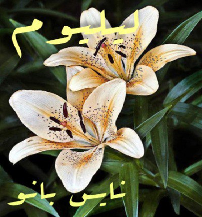 دانلود رمان لیلیوم دانلود رمان لیلیوم