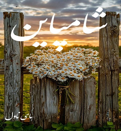 شامپاین 